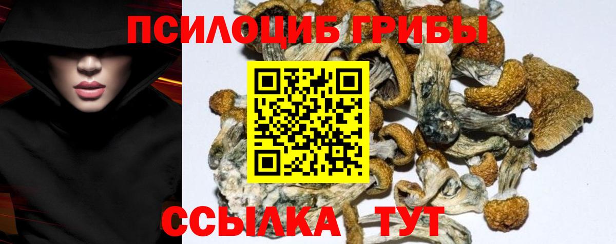 Галлюциногенные грибы Psilocybine cubensis Тимашёвск